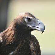 About WA Birds of Prey - Western Australian Birds of Prey