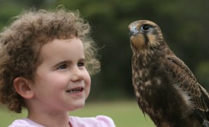 Home - Western Australian Birds of Prey