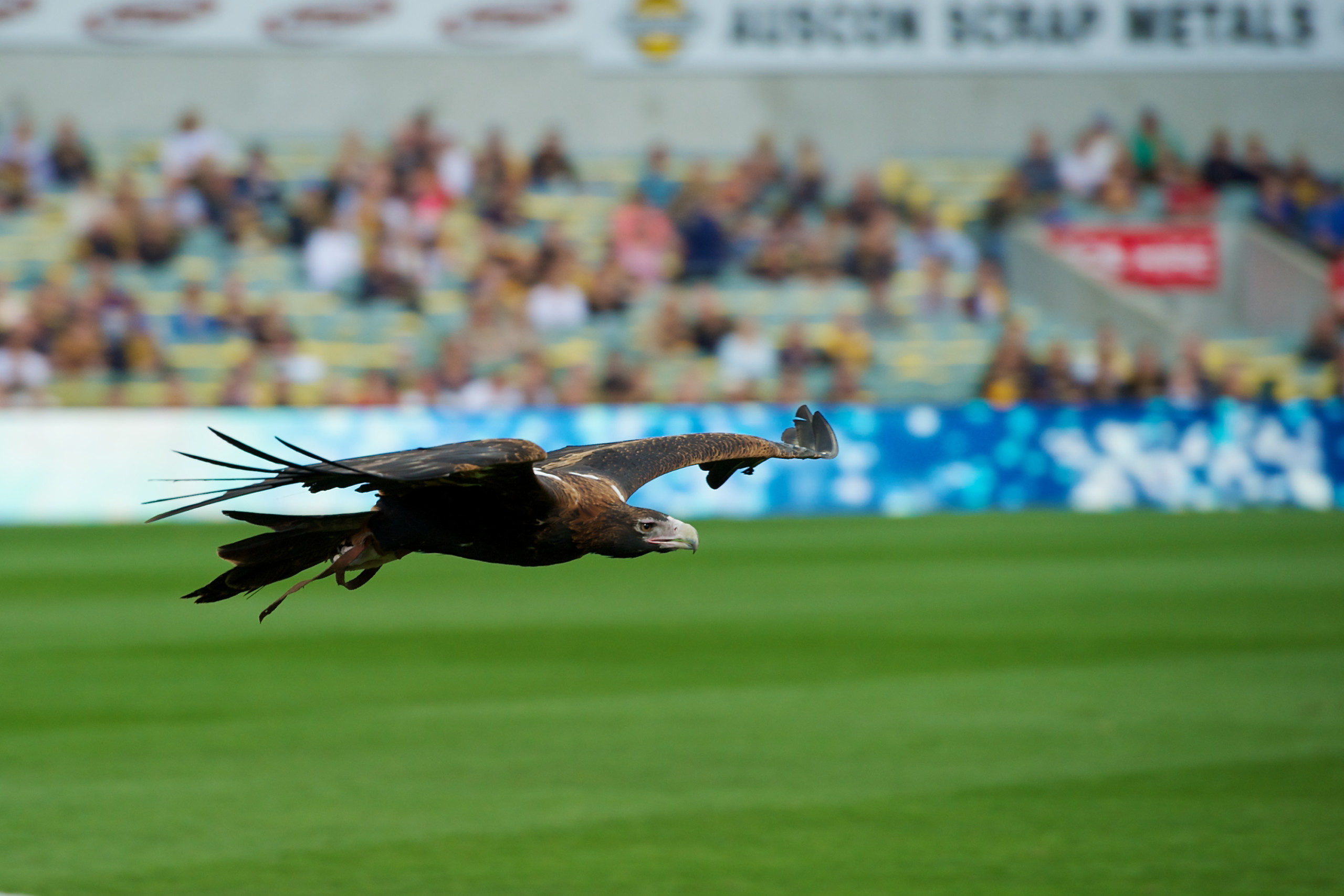 Round 4: West Coast Eagles v Hawthorn, Patterson Stadium. Saturday 21 April, 2012. (Photo: Stefan Gosatti/West Coast Eagles)