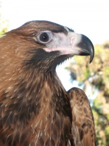 Auzzie The Wedgetail Eagle