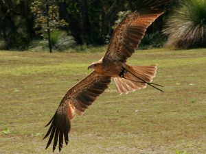 Bee - Whistling Kite - Haliaster sphenurus