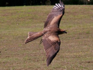 Pandora - Black Kite - Milvus migrans